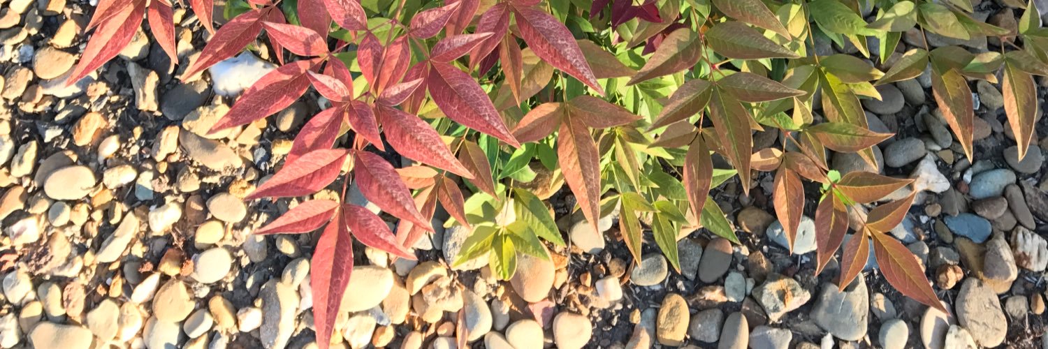 a_lynley's profile banner image