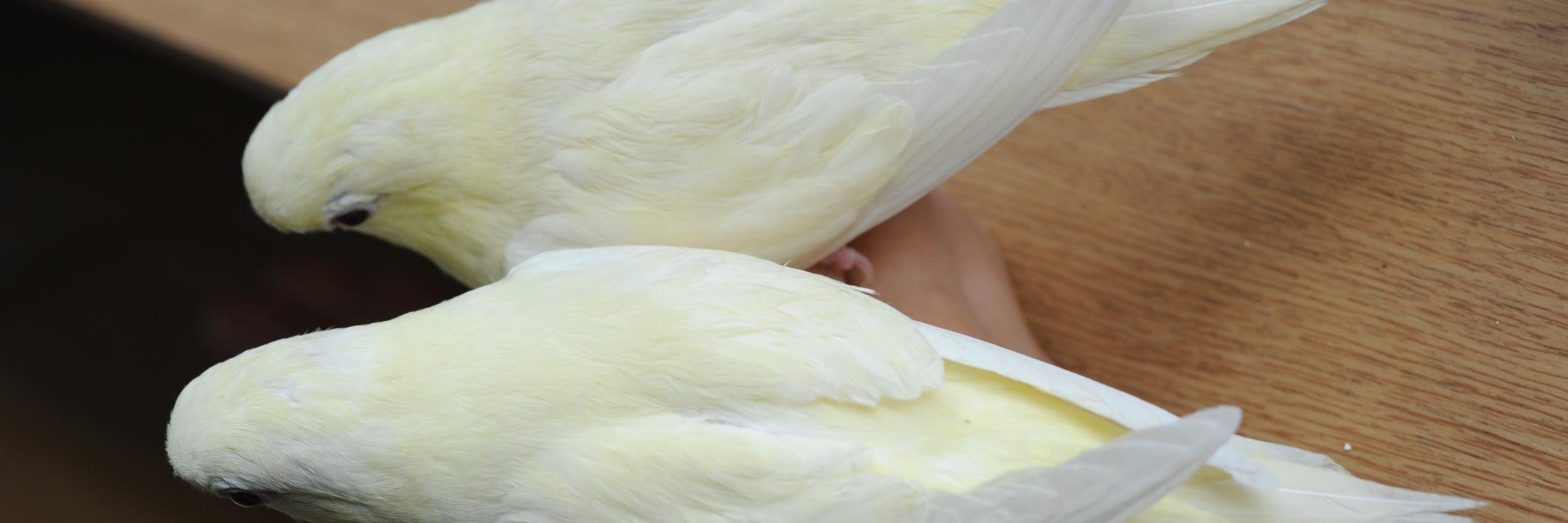 TokyoParakeet's profile banner image
