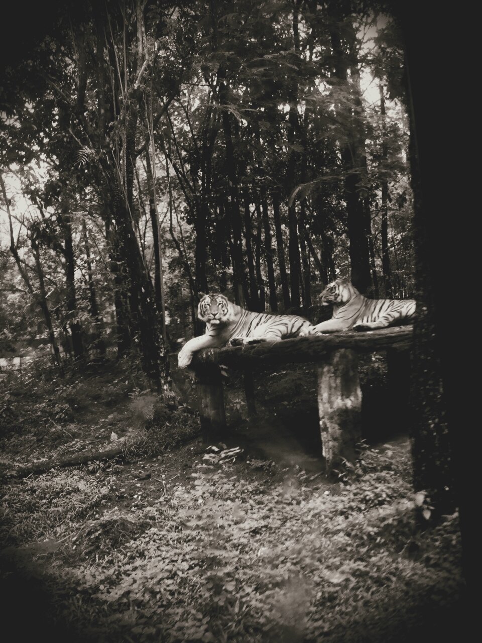rezakopat's profile banner image
