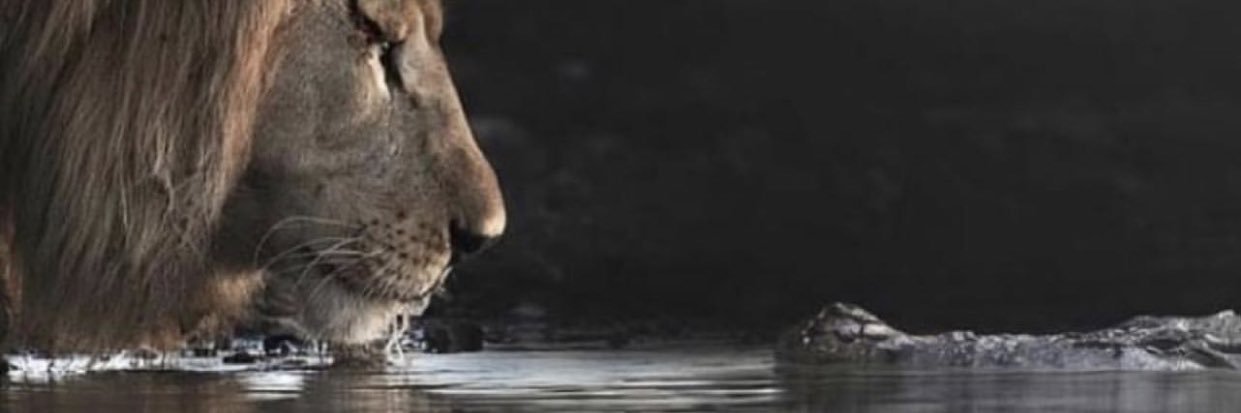 __datnegro's profile banner image