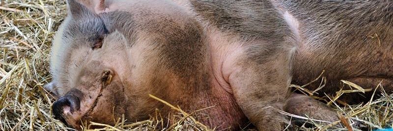 OTP Animal Sanctuary banner