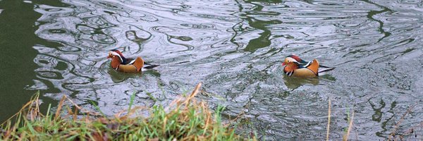 nehashukla041 Profile Banner