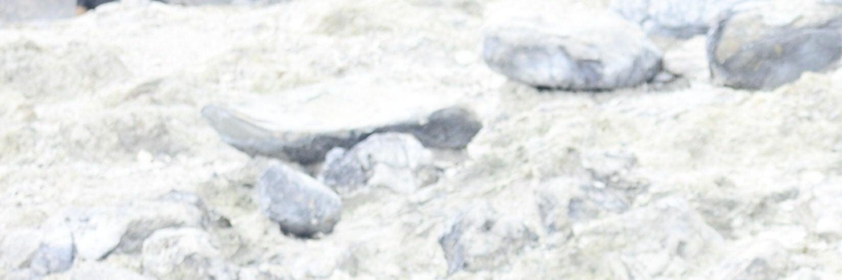 dodidanger's profile banner image