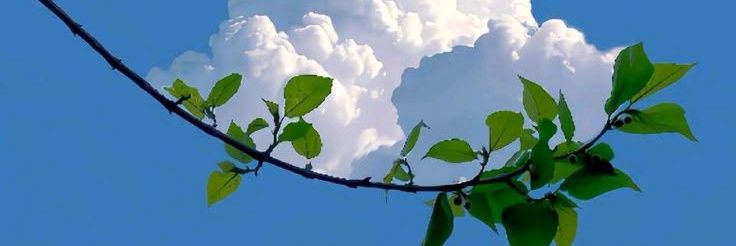 Ch Zaeem Ahmad Kh1 banner