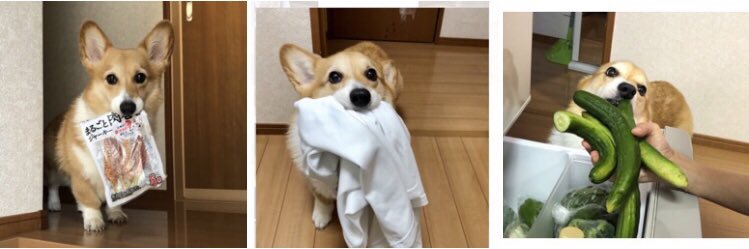 しお(ベル🐶) banner
