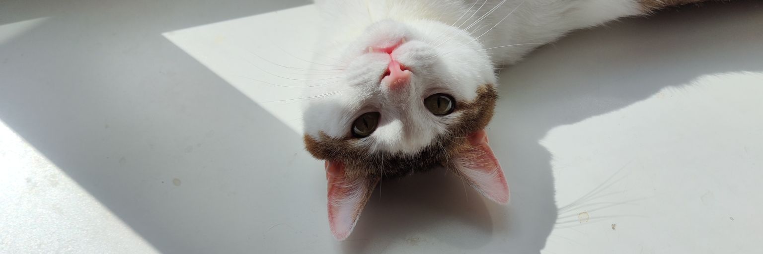 Leopardstart💖💜💙 banner