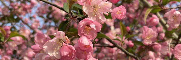 hiyopage Profile Banner
