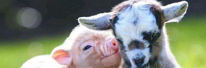 kobieta Elżbieta #Trzaskowski 2025 banner