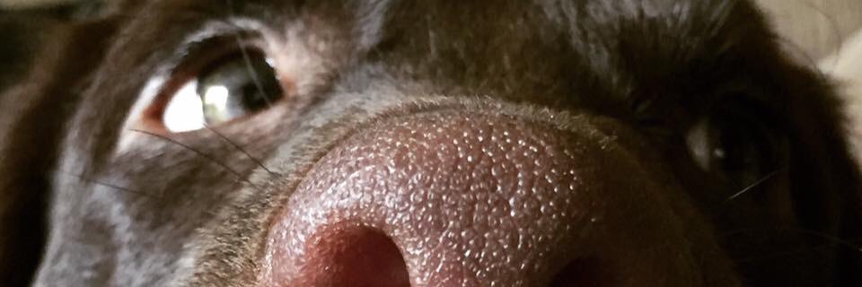 brookestr's profile banner image
