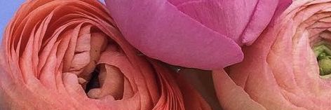 Lia banner