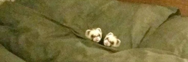 _RavenAshes_'s profile banner image