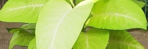 indrianiamin's profile banner image