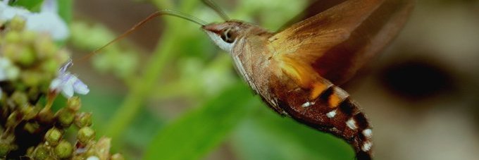 萬古不化之石 banner