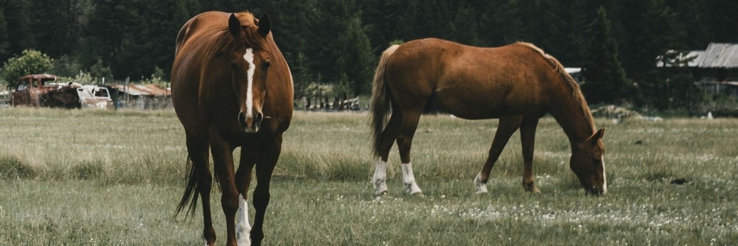 Aphrodyte_e's profile banner image