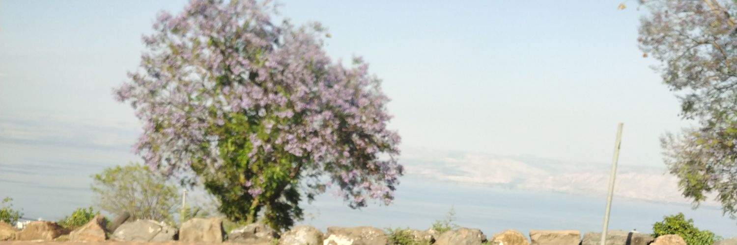 avishag_b's profile banner image