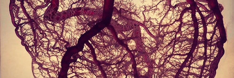 franhpcar's profile banner image