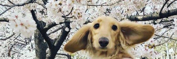 SagarGu17907924's profile banner image