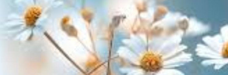 Heleweiss's profile banner image