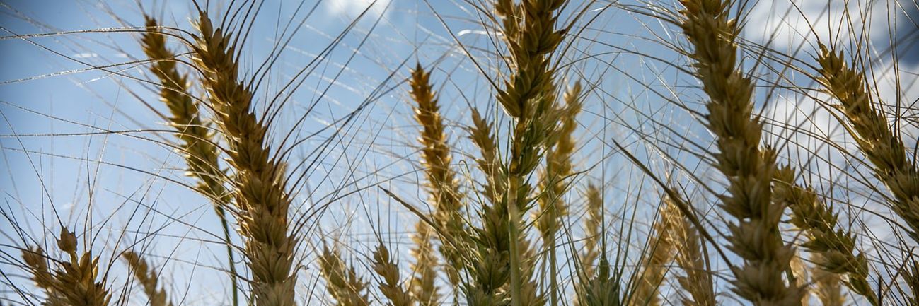 La Rural de Trenque Lauquen. CARBAP. CRA. banner