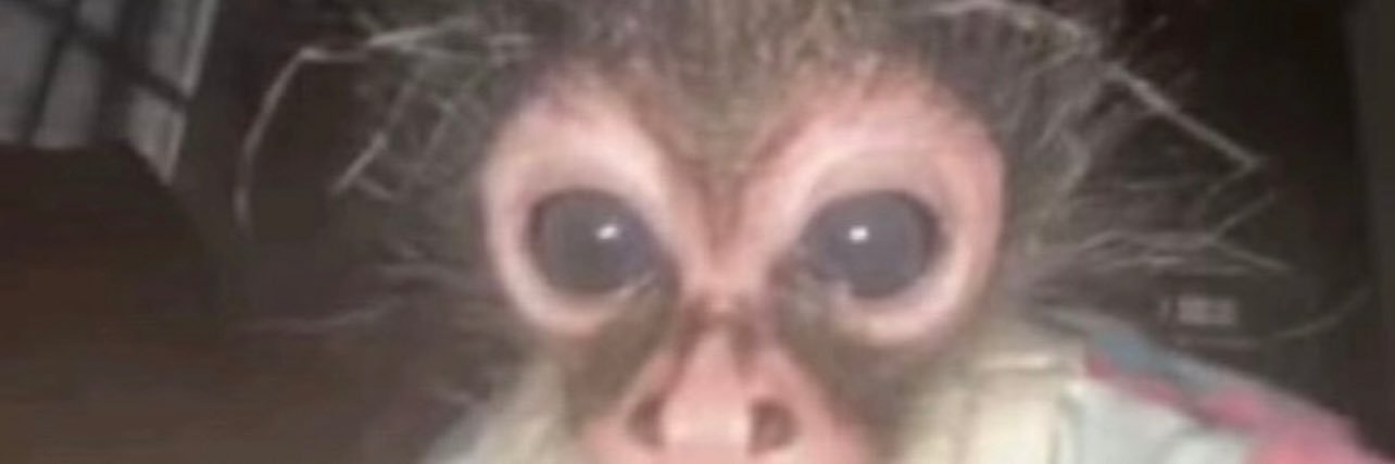 dente canino da patixa teló banner