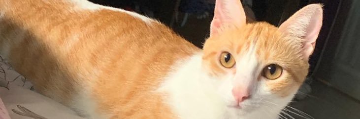 olvbruna's profile banner image