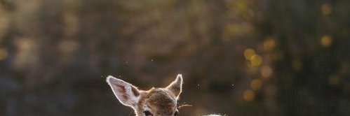 tsandoval89's profile banner image