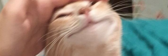 teddieadmin's profile banner image