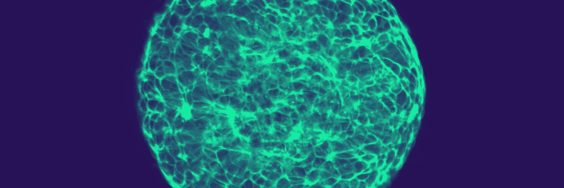 TreeFrog Therapeutics banner