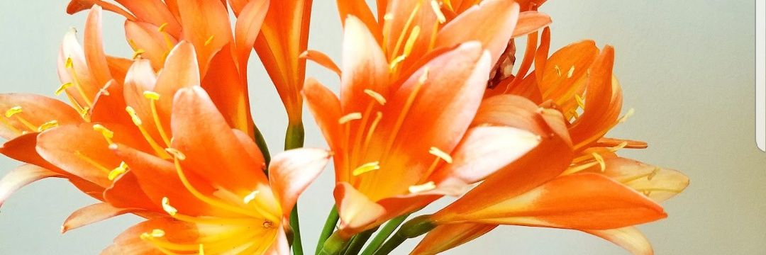 PeachesRaquel's profile banner image