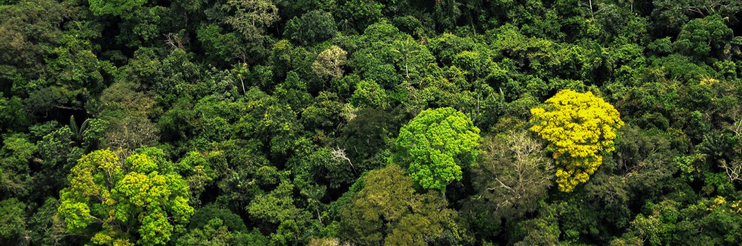 Gran Alianza contra la Deforestación banner