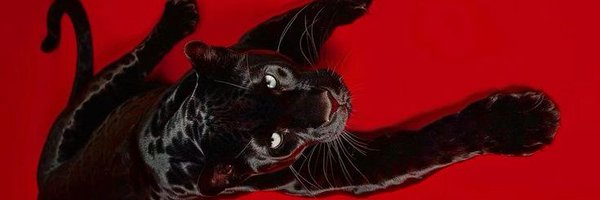 lowitchie Profile Banner