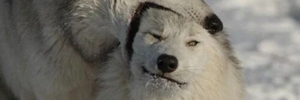 chosing04 Profile Banner