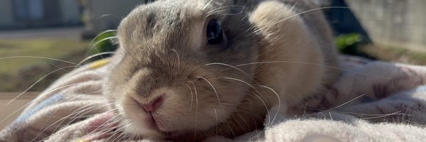 lapin1917 Profile Banner