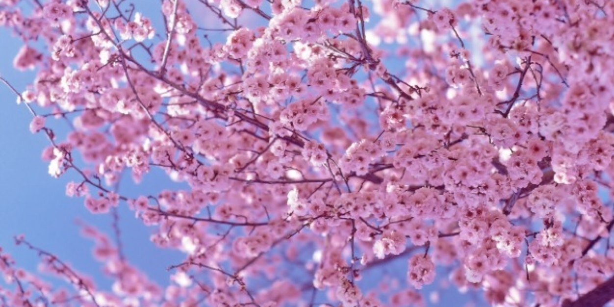 Lindsay Lawrence banner