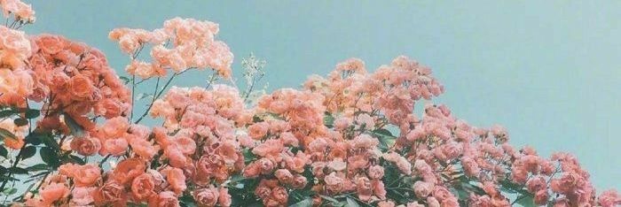 BayoumiHabeba's profile banner image