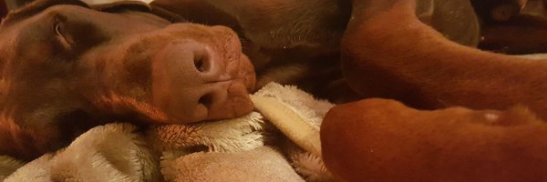 stanleythedober Profile Banner