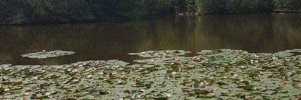 Shirley60483124 Profile Banner