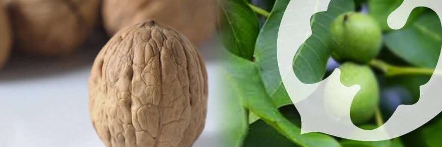 Walnuts from Chile banner