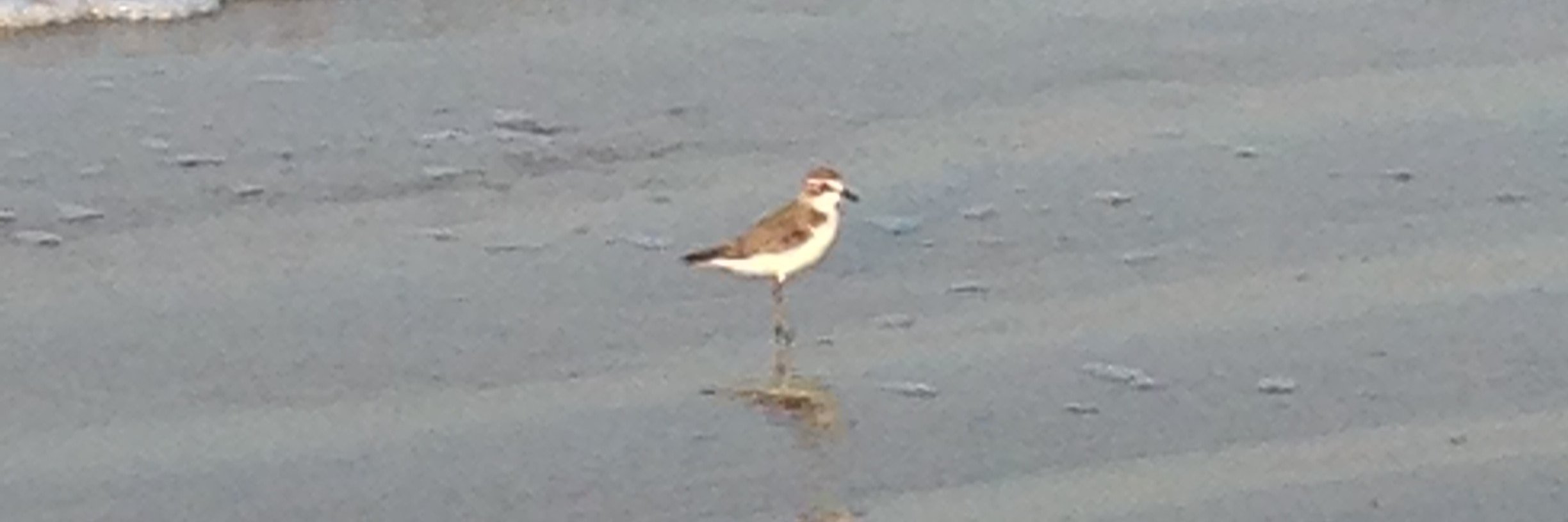 RytingRong ⚖️ banner