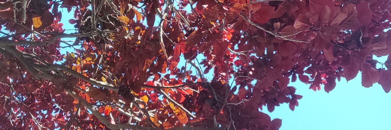 hola soy marcos banner