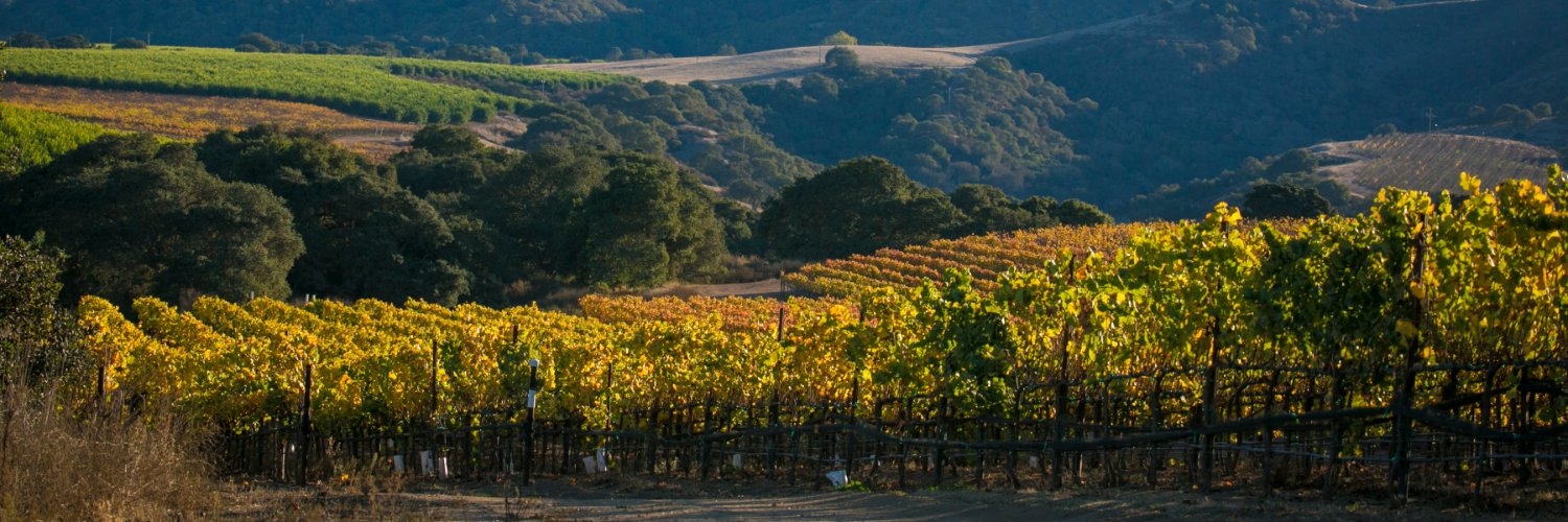 Patiné Cellars banner