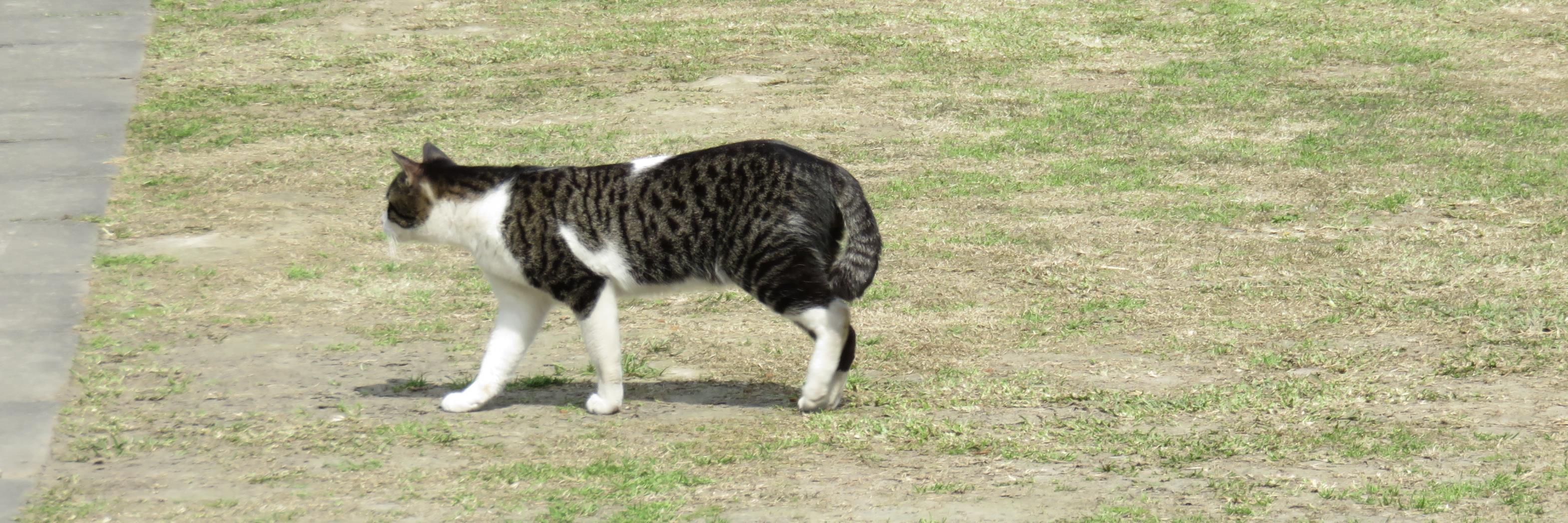 kitty_kwong's profile banner image