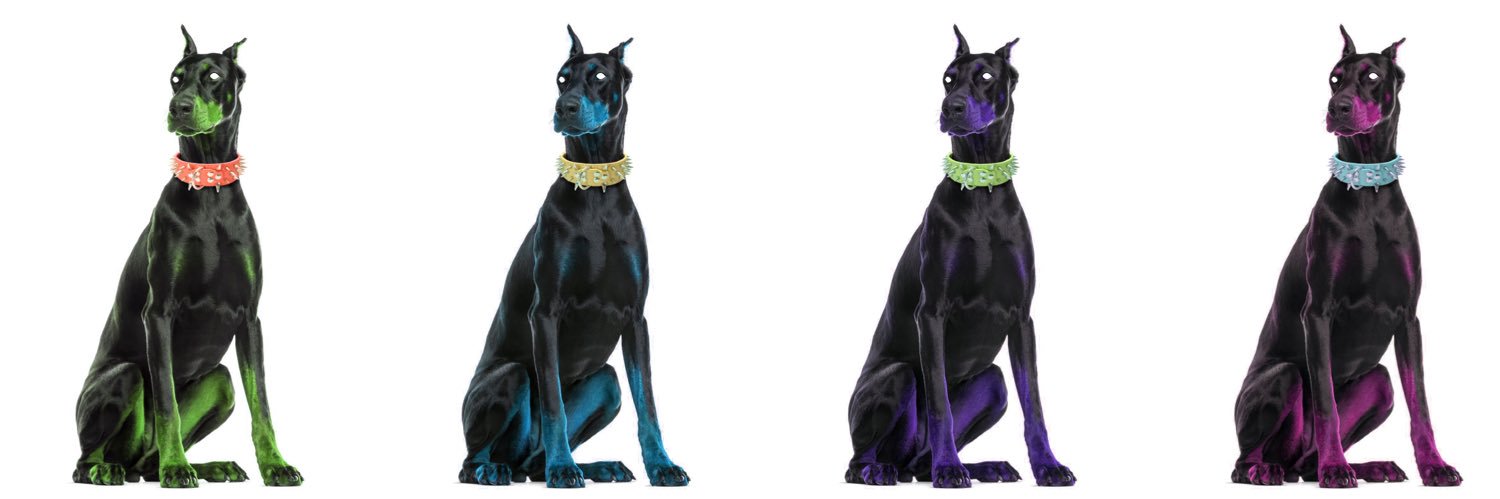 the lesbian librarian banner