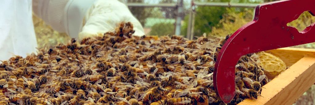 CIBER: Center for Integrative Bee Research banner