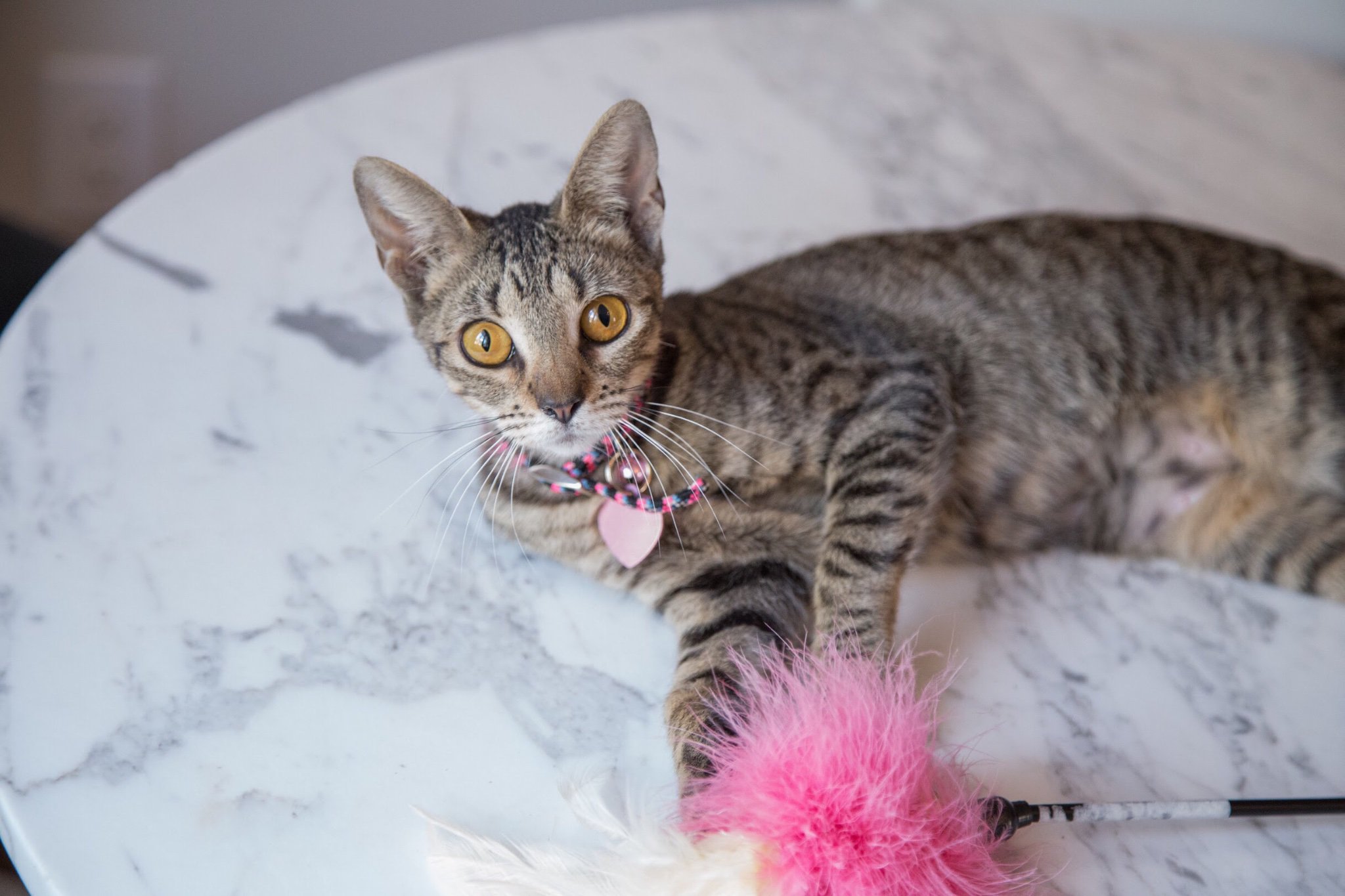 Footbridge Foundation banner