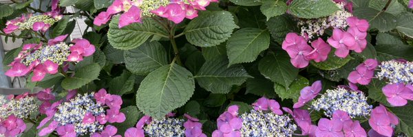 shujamtaro Profile Banner