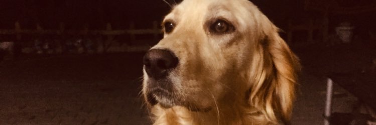 FeliciaAkestrom's profile banner image