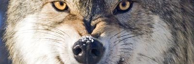 LynnSWhitney2's profile banner image