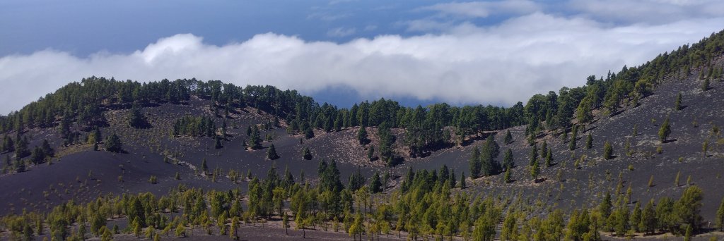 Mirela Beloiu Schwenke banner