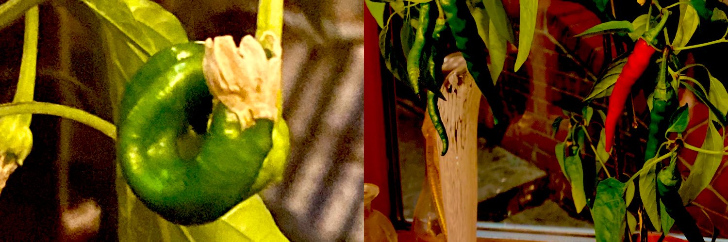 Simon Myerson KC ✡️ banner